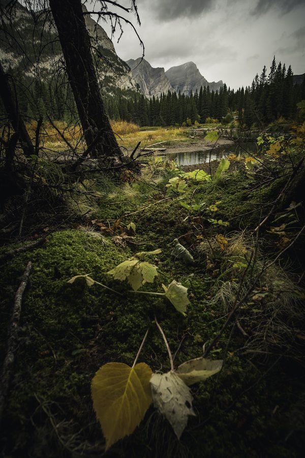 Yellow leaves and green moss on a forest floor, with dark trees and peaks in cloud beyond.