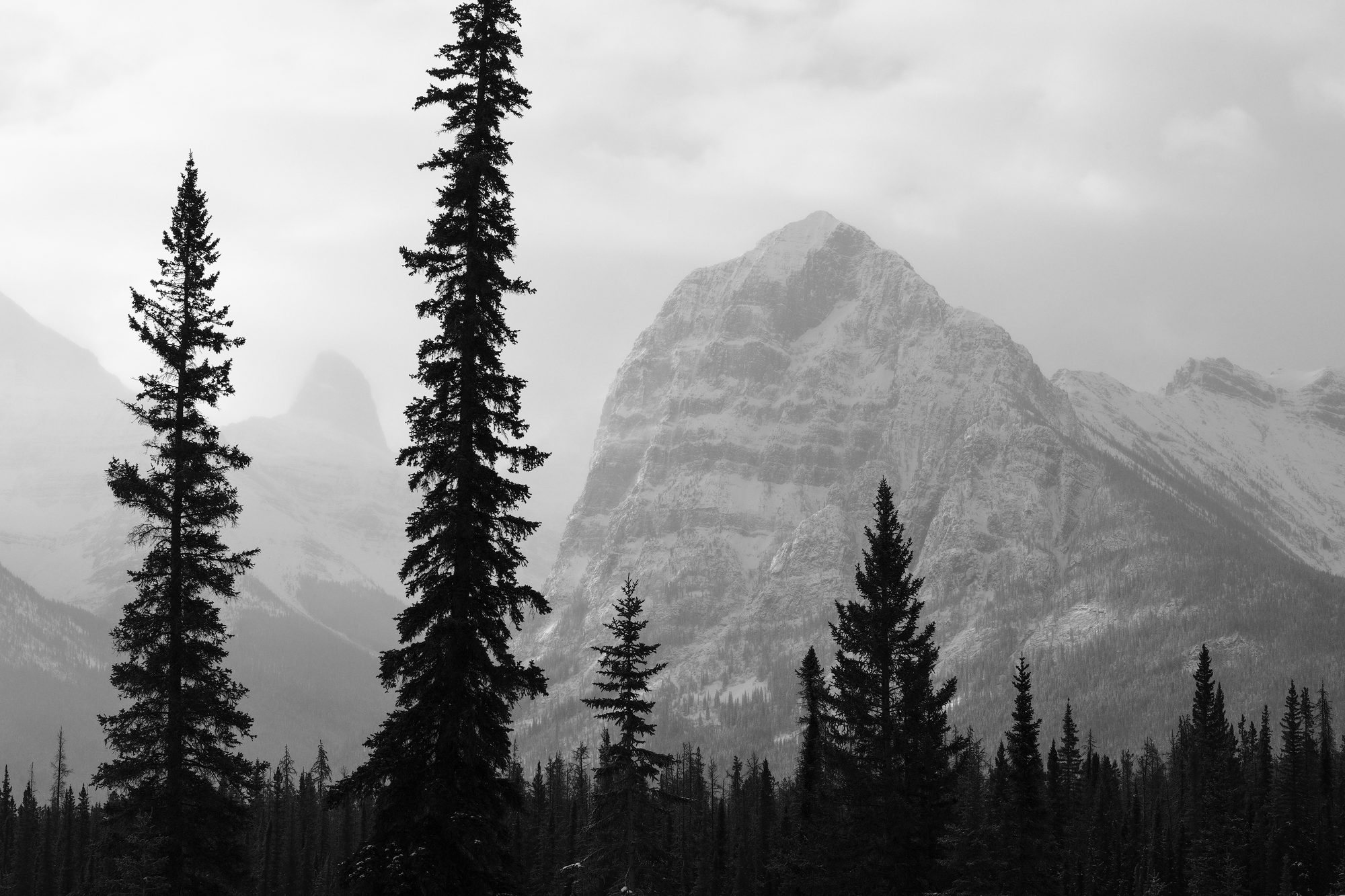 Black and white snowy peak framed by tall dark pines.