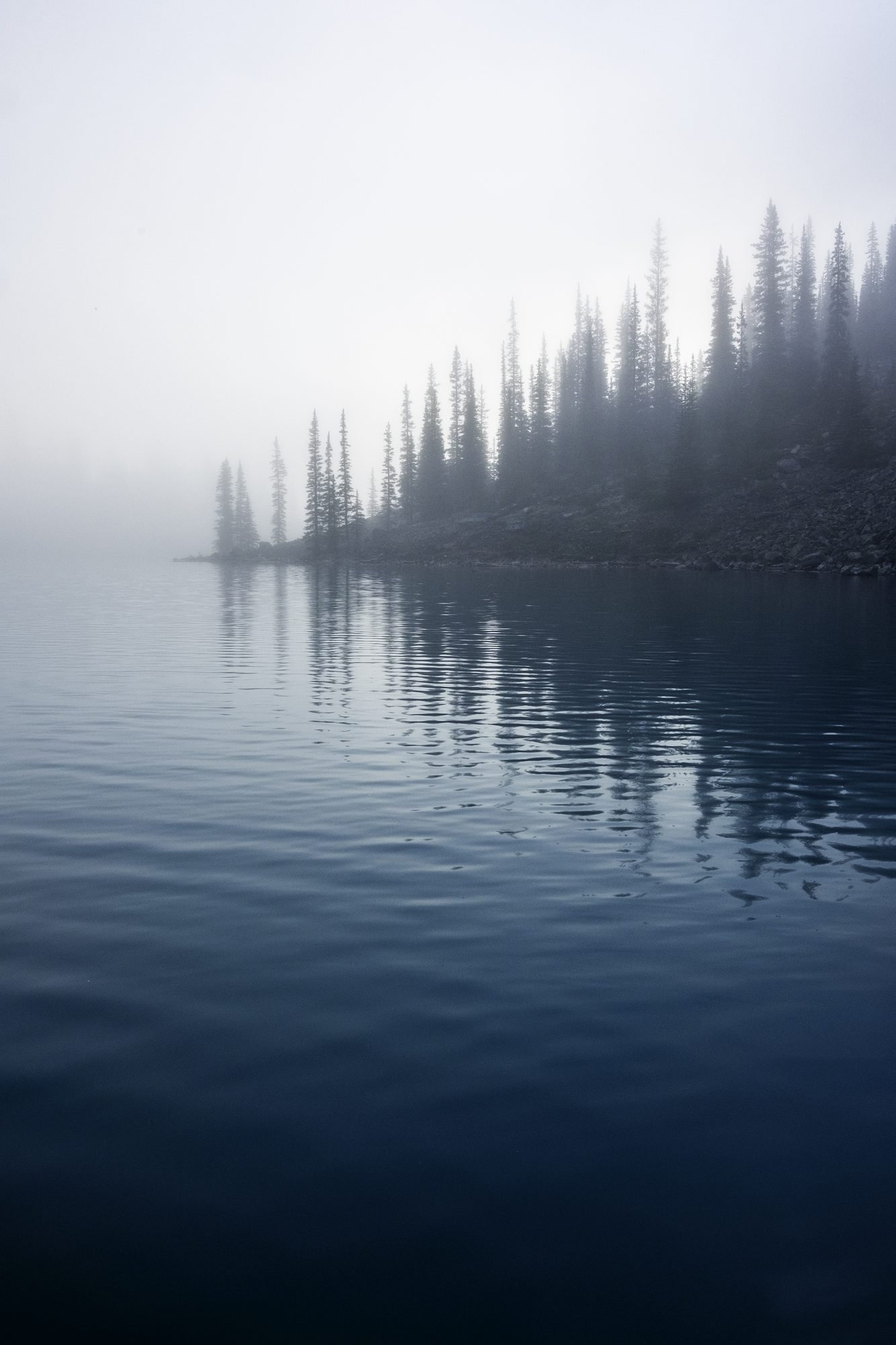 A line of pines fading into thick fog at the edge of a calm blue lake, their reflection on the water.