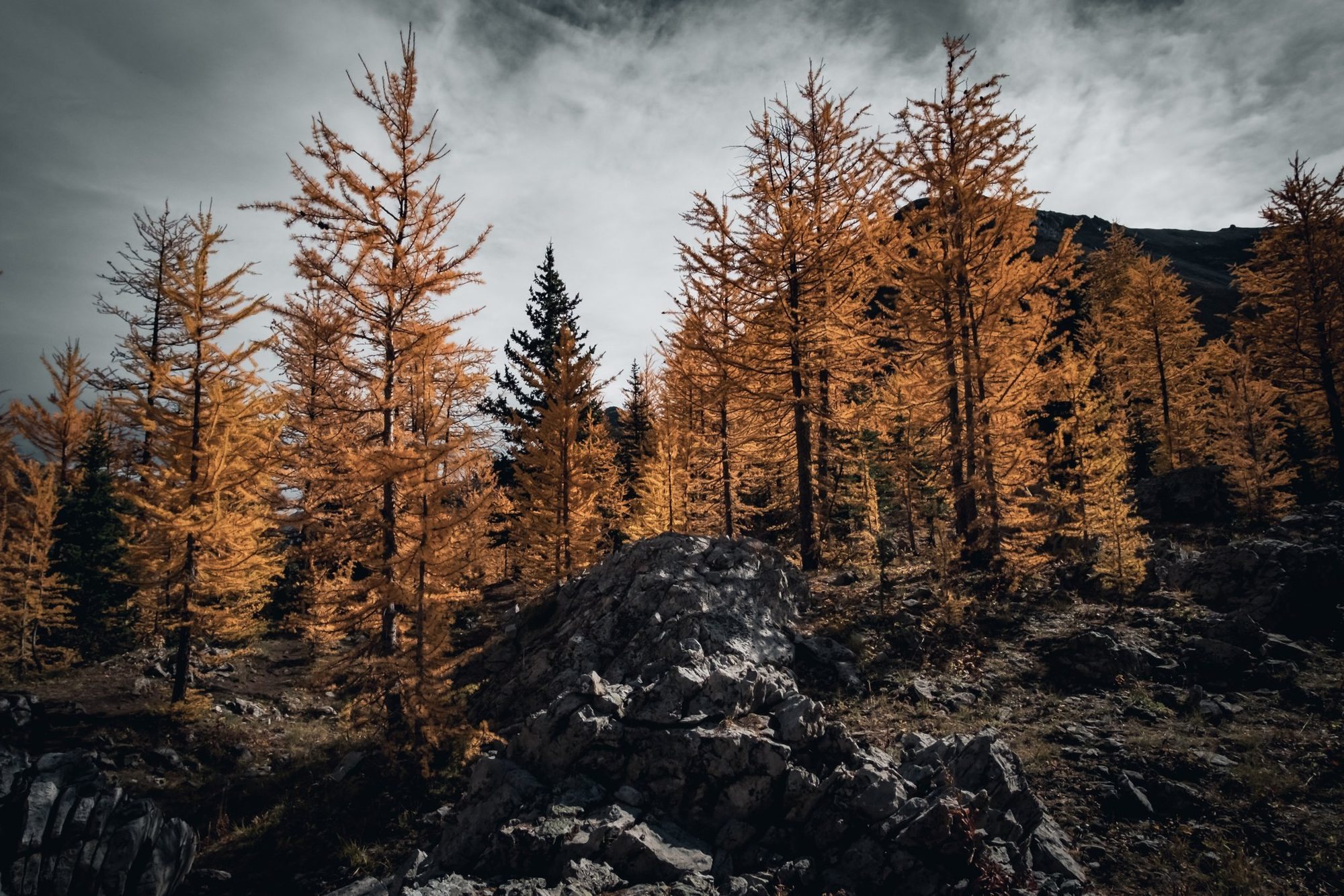 Golden larches above dark grey rock under a cloudy sky.