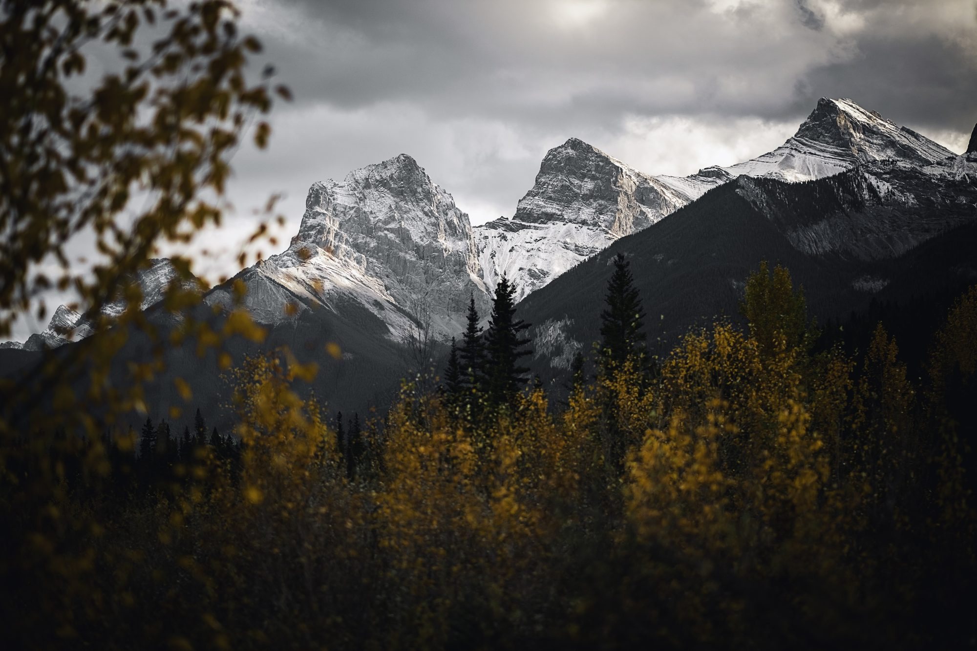Snowy peaks seen past soft orange autumn branches and golden trees.